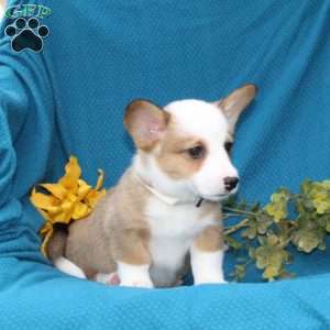 Diego, Pembroke Welsh Corgi Puppy